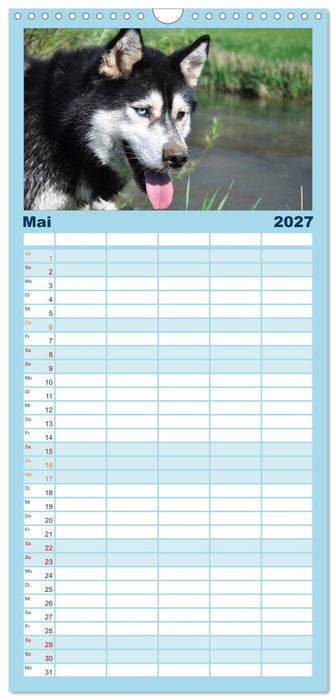 Husky-Kalender (CALVENDO Familienplaner 2027)