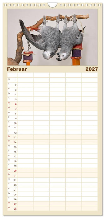 Graupapageien mit Herz (CALVENDO Familienplaner 2027)