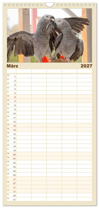 Graupapageien mit Herz (CALVENDO Familienplaner 2027)