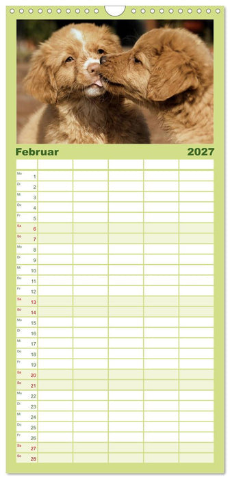 Nova Scotia Duck Tolling Retriever (CALVENDO Familienplaner 2027)