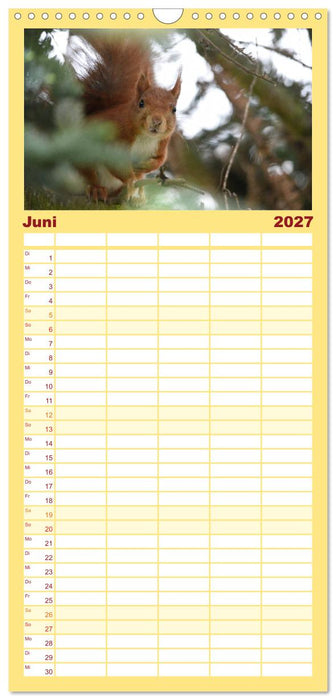 Spaß mit Eichhörnchen! (CALVENDO Familienplaner 2027)