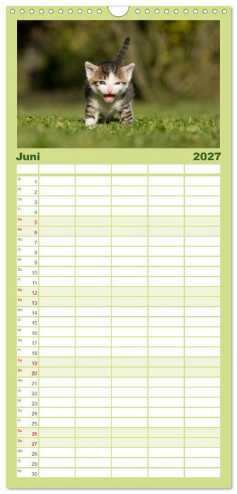 Lächelnd durchs Jahr - Katzenkinder -Familienplaner hoch (CALVENDO Familienplaner 2027)