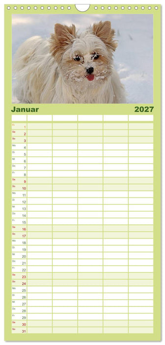 Mit dem Yorki durch das Jahr (CALVENDO Familienplaner 2027)