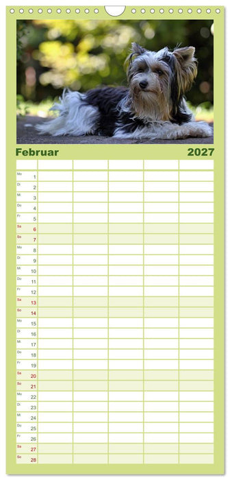 Mit dem Yorki durch das Jahr (CALVENDO Familienplaner 2027)