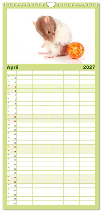 Süße Mäuse und Coole Ratten (CALVENDO Familienplaner 2027)