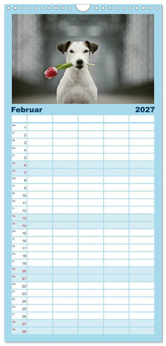 Parson Russell Terrier (CALVENDO Familienplaner 2027)