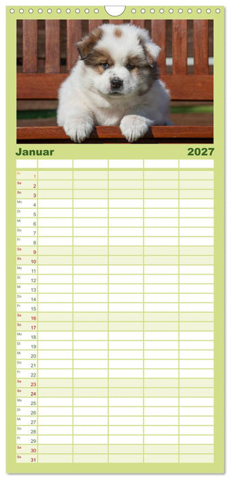 Welpen 2027 (CALVENDO Familienplaner 2027)