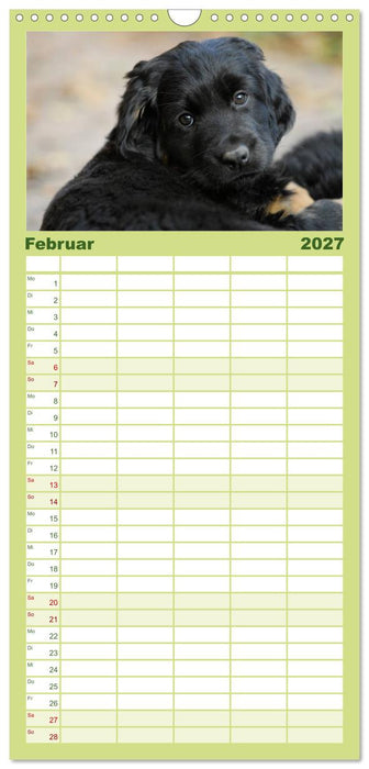 Welpen 2027 (CALVENDO Familienplaner 2027)