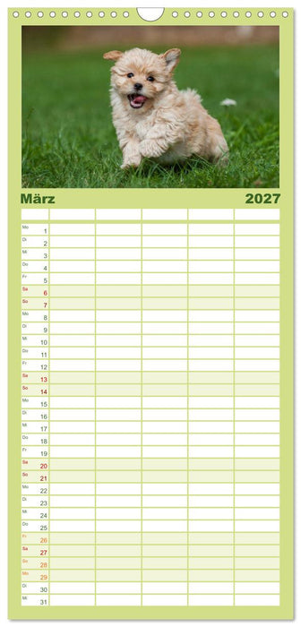 Welpen 2027 (CALVENDO Familienplaner 2027)