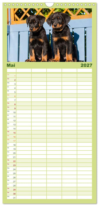 Welpen 2027 (CALVENDO Familienplaner 2027)