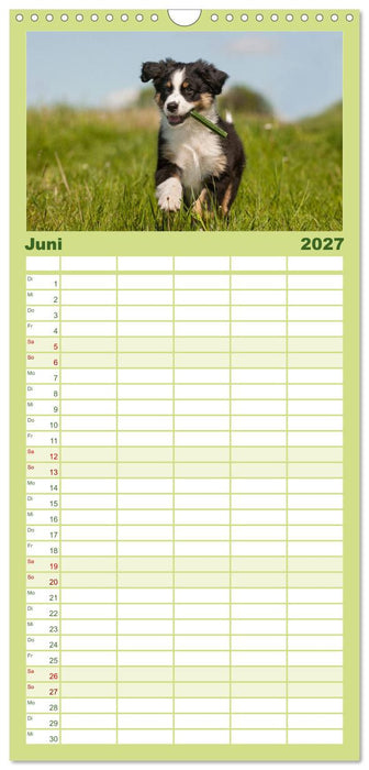 Welpen 2027 (CALVENDO Familienplaner 2027)