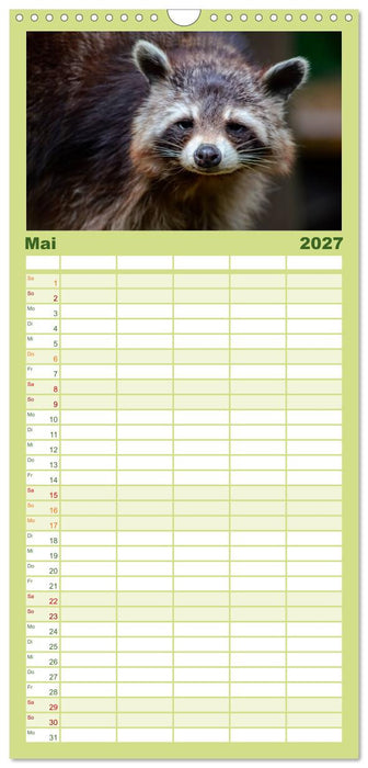 Waschbär - Niedlicher Allesfresser (CALVENDO Familienplaner 2027)