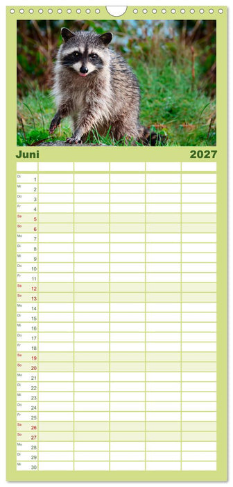 Waschbär - Niedlicher Allesfresser (CALVENDO Familienplaner 2027)