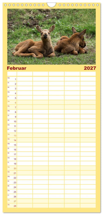 Tierbabys 2027 (CALVENDO Familienplaner 2027)