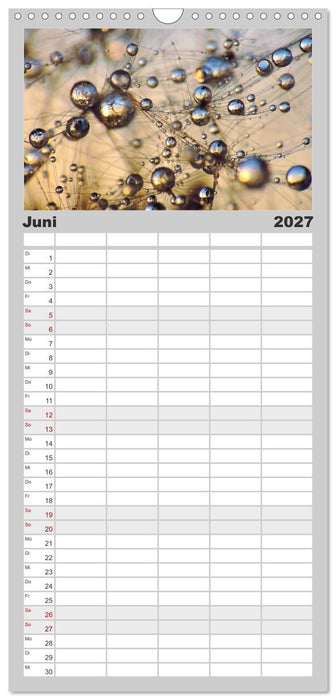Naturjuwel Pusteblume (CALVENDO Familienplaner 2027)