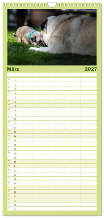 Mopswelpen (CALVENDO Familienplaner 2027)