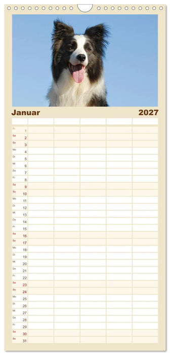 Border Collie 2027 (CALVENDO Familienplaner 2027)