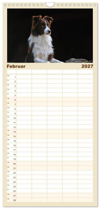 Border Collie 2027 (CALVENDO Familienplaner 2027)