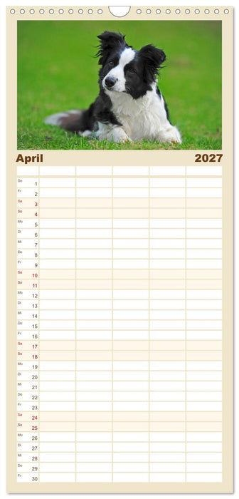 Border Collie 2027 (CALVENDO Familienplaner 2027)