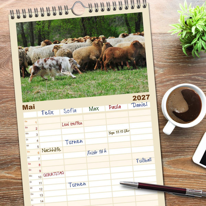 Border Collie 2027 (CALVENDO Familienplaner 2027)
