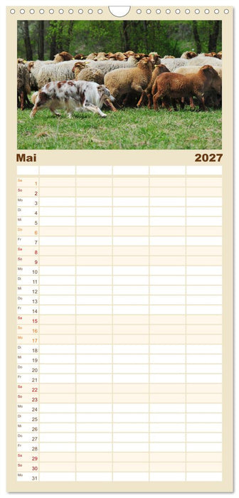 Border Collie 2027 (CALVENDO Familienplaner 2027)