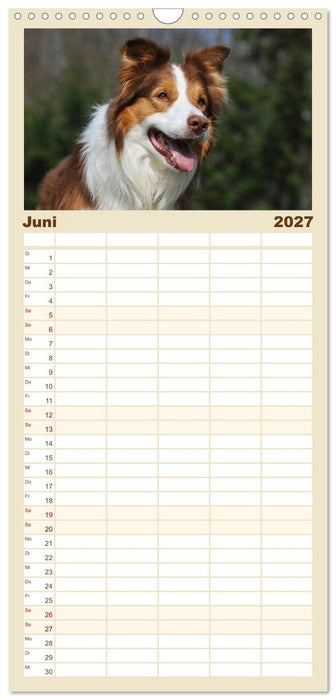 Border Collie 2027 (CALVENDO Familienplaner 2027)