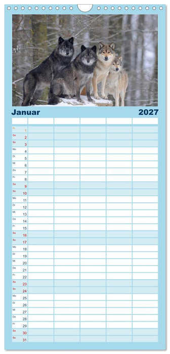 Kanadische Wölfe im Winter (CALVENDO Familienplaner 2027)