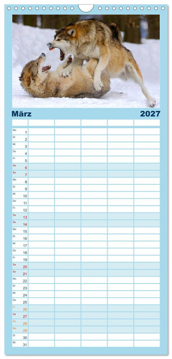 Kanadische Wölfe im Winter (CALVENDO Familienplaner 2027)