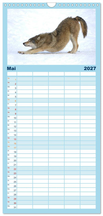 Kanadische Wölfe im Winter (CALVENDO Familienplaner 2027)