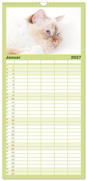 Rassekatzen (CALVENDO Familienplaner 2027)
