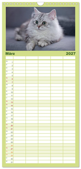 Rassekatzen (CALVENDO Familienplaner 2027)