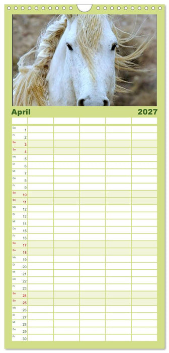 Wilde Pferde • Mustangs in USA (CALVENDO Familienplaner 2027)