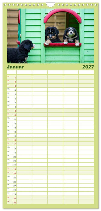 Liebling BERNER SENNENHUND (CALVENDO Familienplaner 2027)