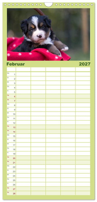 Liebling BERNER SENNENHUND (CALVENDO Familienplaner 2027)