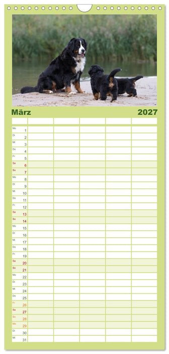 Liebling BERNER SENNENHUND (CALVENDO Familienplaner 2027)