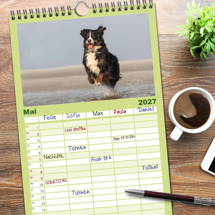 Liebling BERNER SENNENHUND (CALVENDO Familienplaner 2027)