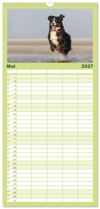 Liebling BERNER SENNENHUND (CALVENDO Familienplaner 2027)