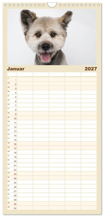 Kleine Hunde - Große Blicke (CALVENDO Familienplaner 2027)