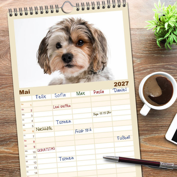 Kleine Hunde - Große Blicke (CALVENDO Familienplaner 2027)