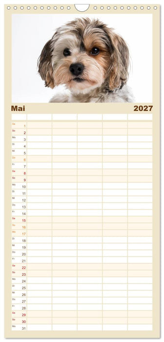 Kleine Hunde - Große Blicke (CALVENDO Familienplaner 2027)