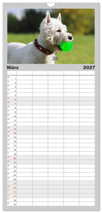 West Highland White Terrier - Selbstbewustes Powerpaket - der Westie (CALVENDO Familienplaner 2027)