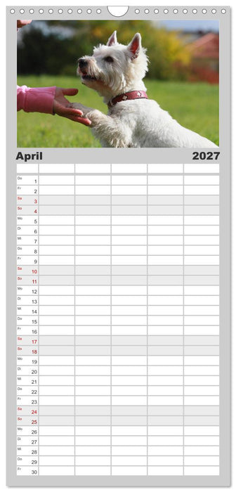 West Highland White Terrier - Selbstbewustes Powerpaket - der Westie (CALVENDO Familienplaner 2027)