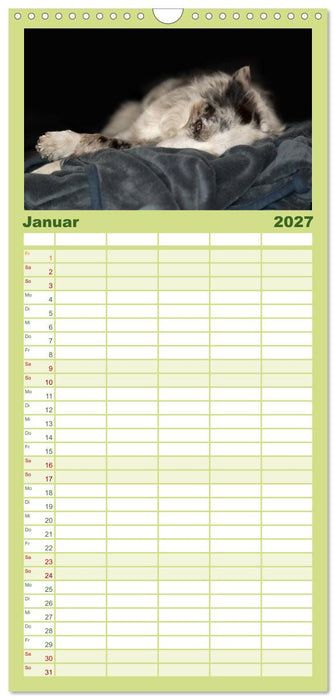 Border Collies (CALVENDO Familienplaner 2027)