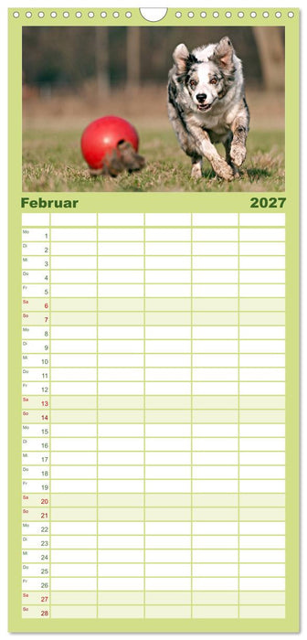 Border Collies (CALVENDO Familienplaner 2027)