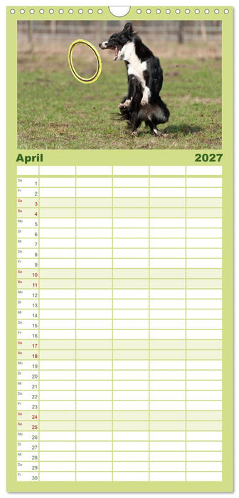 Border Collies (CALVENDO Familienplaner 2027)