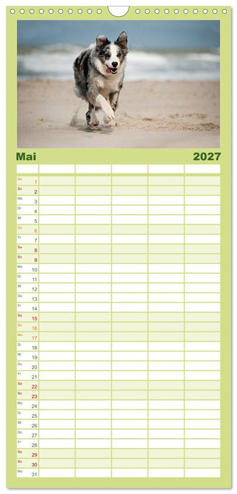 Border Collies (CALVENDO Familienplaner 2027)