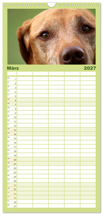 Magyar Vizsla (CALVENDO Familienplaner 2027)