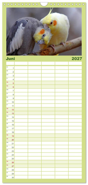 Nymphensittiche (CALVENDO Familienplaner 2027)
