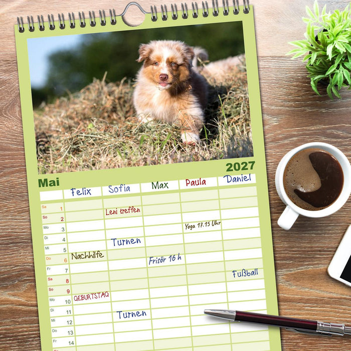 Australian Shepherd (CALVENDO Familienplaner 2027)