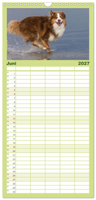 Australian Shepherd (CALVENDO Familienplaner 2027)